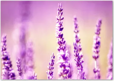 Produktbild von Tulup® Glas-Bild - 100 x 70 - Wandbild aus Glas - Wandkunst - Wandbild hinter gehärtetem Sicherheitsglas - Blumen & Pflanzen - Lavendel - Lila