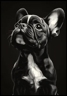 Produktbild von Plakat 70x100cm Tierporträt für das Wohnzimmer | Französische Bulldogge | Schwarz Weiß