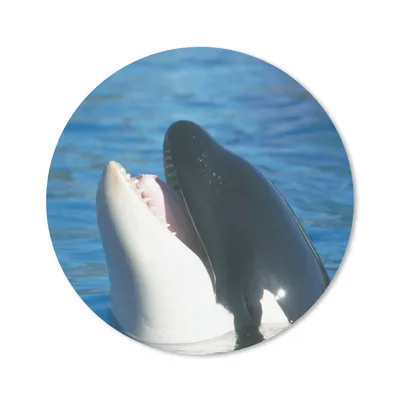 Produktbild von MuchoWow® Mauspad Mousepad Orca nahe der Wasseroberfläche 20x20 cm - Mousepads - Maus Mat - Pad - Mausunterlage - Schreibtischmatte