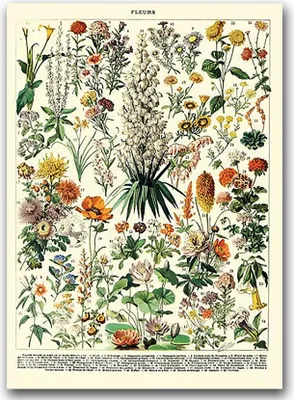 Produktbild von Poster - Canvas - Leinwand - 59,4 cm x 84,1 cm - Fotoposter - Leinwandkunst - Blumendruck Adolphe Millot