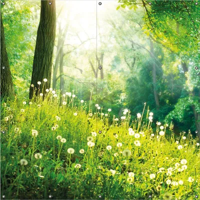 Produktbild von Wallario Outdoor-Poster für Garten oder Balkon, Motiv Pusteblumen im Wald mit einfallenden Sonnenstrahlen, in ca. 180 x 180 cm
