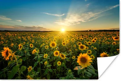 Produktbild von MuchoWow® Poster Sonnenuntergang - Blumen - Sonnenblume - Horizont - Landschaft 90x60 cm - Schlafzimmer