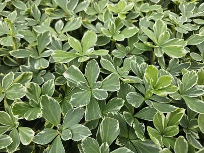 Produktbild von Schattengrün Pachysandra terminalis 'Variegata' 10-25cm Ø9cm 60 Pflanzen Deko