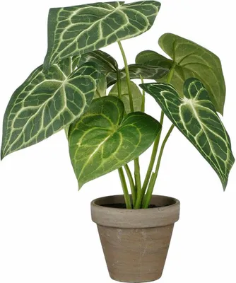 Produktbild von Dekorationspflanze Mica Decorations Caladium Ø 21 x 28 cm Künstlicher