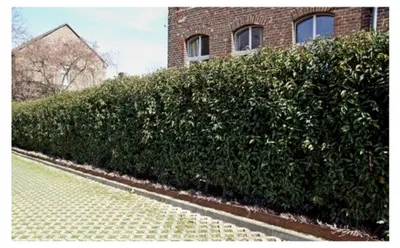 Produktbild von 15 Stück Portugiesischer Kirschlorbeer 100-125 cm als kräftige Topfware für Gartenhecken