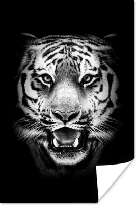 Produktbild von MuchoWow® Poster Kopf eines Tigers vor schwarzem Hintergrund - schwarz und weiß 40x60 cm - Plakate für die Wand - Poster Babyzimmer