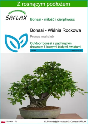 Zdjęcie produktu dla SAFLAX - Bonsai - Wiśnia Rockowa - 30 Nasiona - Z podłożem uprawowym wolnym od zarazków - Prunus mahaleb