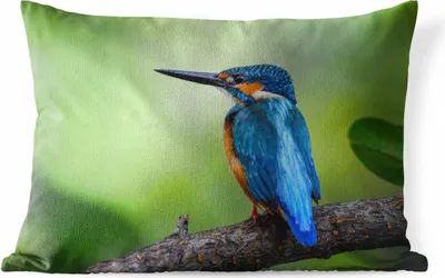 Produktbild von MuchoWow® Outdoor Kissen - Eisvogel - Zweig - Blau - 60x40 cm - Wetterfest - Lounge Kissen - Zierkissen - Kissen für Innenräume