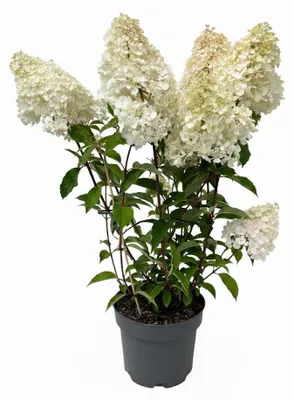 Produktbild von Rispenhortensie Vanille-Fraise 60-100 cm, im Topf - Hydrangea paniculata