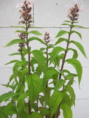 Produktbild von Kanadischer Gamander - Teucrium canadense