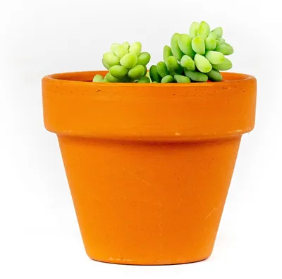 Obrázek produktu pro Gardners Sedum Burrito, průměr 6 cm
