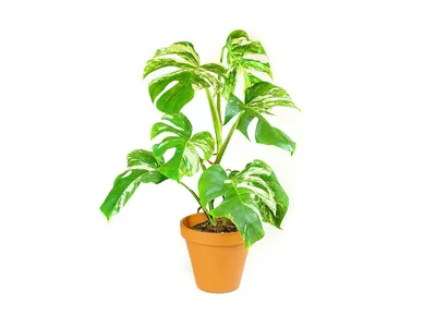 Obrázok produktu pre Gardners Monstera deliciosa variegata, priemer 17 cm