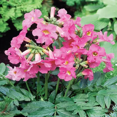 Image de Incarvillea Inkarwilla Rose Pink 1 pièce plant plant de fleurs