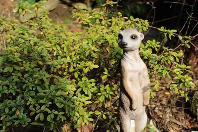 Produktbild von Gartenfigur Erdmännchen stehend