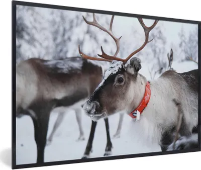 Produktbild von MuchoWow® Gerahmtes Poster Ein Rentier vor einem unscharfen Schneehintergrund 90x60 cm - Poster mit Schwarzem Bilderrahmen Wandposter Rahmen Foto Bilder - Fotorahmen - Foto-Plakat