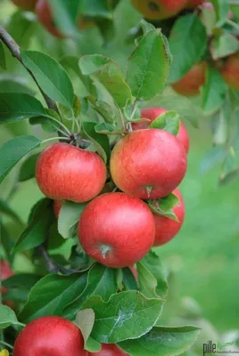 Produktbild von Apfel Apfelbaum Obstbaum Malus versch. Sorten und Größen Terrassenobst Busch, Apfel:Terrasse Topaz