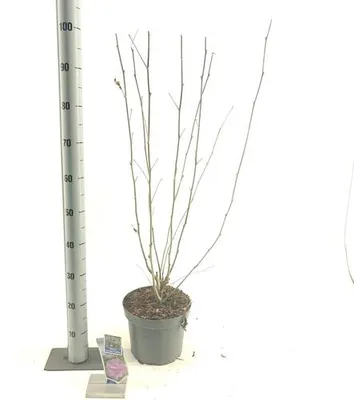 Immagine prodotto di Hibiscus syriacus Lavender Chiffon ('Notwoodone'PBR) - Ibisco da giardino | 60-70 cm in vaso