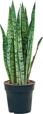 Obrázok produktu pre Sansevieria trifasciata Silver Mist, priemer 21 cm