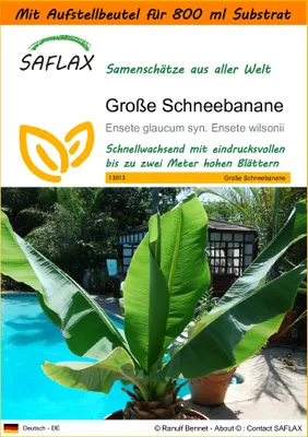 Produktbild von SAFLAX - Garden in the Bag - Große Schneebanane - 10 Samen - Mit Anzuchtsubstrat im praktischen, selbst aufstellenden Beutel - Ensete glaucum