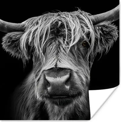 Produktbild von MuchoWow® Poster Schottischer Highlander - Hörner - Schwarz - Weiß - Kuh - Wild - Tiere 75x75 cm - Wand Dekoration