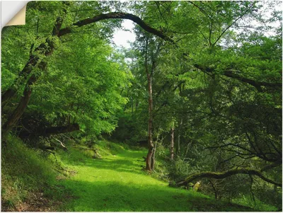 Produktbild von ARTland Wandbild, selbstklebend Grüner Weg durch den Wald Größe: 120x90 cm