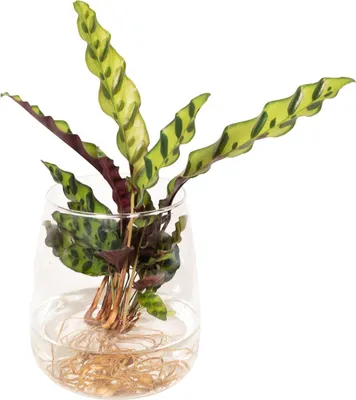 Zdjęcie produktu dla Sea Groothandel Calathea Insignis Wykonany ze szkła Kingston - 30 cm, ø4 cm