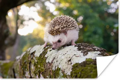 Produktbild von MuchoWow® Poster Igel läuft auf Ast 120x80 cm - Bilder