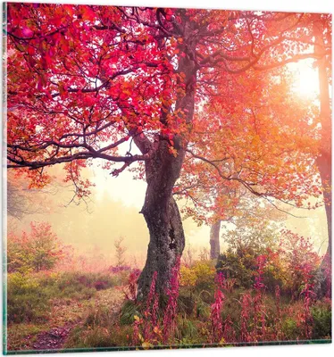Produktbild von Bilder auf glas - Baum Natur Wiese - 60x60cm - Glasbilder - Wandbilder - Kunstdruck - zum Aufhängen bereit - Wanddekoration aus Glas - Glas Bilder - Wandbild auf Glas - Einteilig - GAC60x60-3658