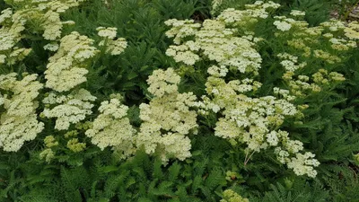 Image de Achillea millefolium subsp millefolium / Achillée millefeuille