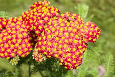 Produktbild von Achillea filipendulina 'Feuerland', Schafgarbe, orange-rot, ca. 9x9 cm Topf