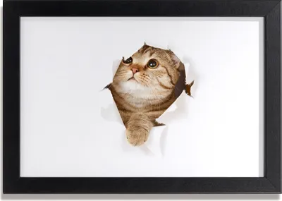 Produktbild von Bild 30x20 MDF-Rahmen, Wandkunst Katze