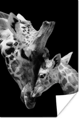 Produktbild von MuchoWow® Poster Giraffe - Wildtiere - Porträt - Schwarz-Weiß 40x60 cm - Plakate für die Wand - Poster Babyzimmer