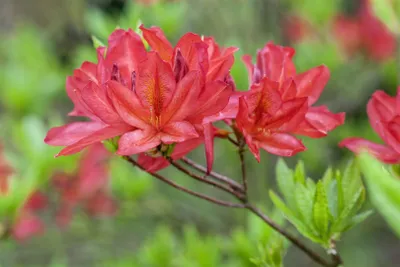 Produktbild von Rhododendron luteum 'Tunis', gelb, 40–50 cm