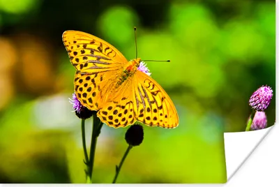 Produktbild von MuchoWow® Poster Schmetterling - Tiger - Blume 120x80 cm - Bilder