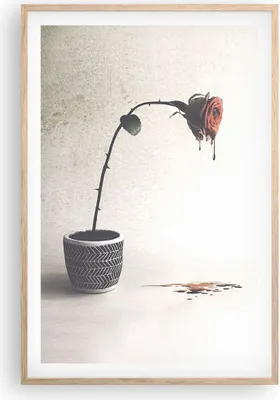 Produktbild von Gerahmtes Poster - Rahmen in heller Eiche - Symbol Rose Leiden - 61x91,5 cm - Wand Bild - Wanddeko - Wandbilder - Kunstposter - Wandposter - Bilderrahmen - Bilder - Kunstdruck - P2NPA61x91-4501