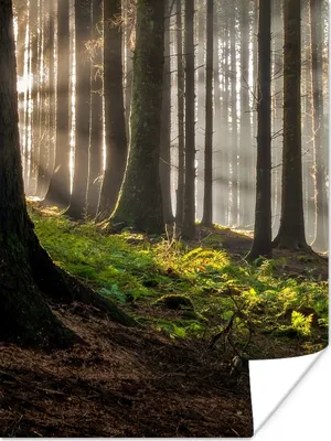 Produktbild von MuchoWow® Poster Sonne - Äste - Bäume - Wald - Natur 120x160 cm - Wandbilder