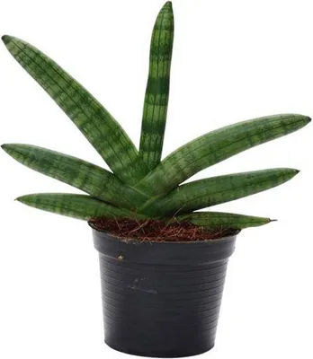 Obrázok produktu pre Sansevieria Skyline Ø10,5 cm ↕25 cm – izbová rastlina čistiaca vzduch