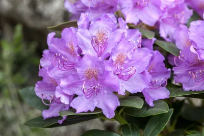 Zdjęcie produktu dla Rhododendron saluenense 'Lavendula', kwiaty lawendy, 20-25 cm