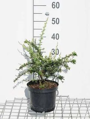 Immagine prodotto di Berberis darwinii 'Compacta' - Berberitze 20- 25 cm in contenitore