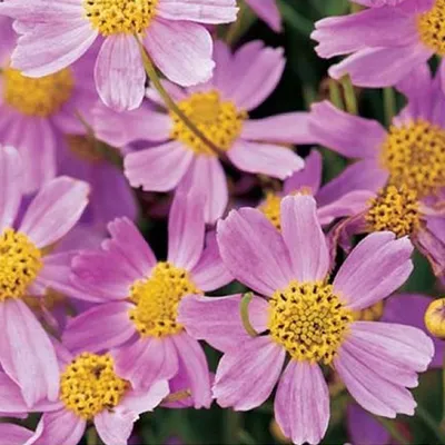 Immagine prodotto di 6 x Coreopsis rosea 'American Dream'  | Vaso 9 cm x 9 cm