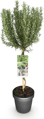 Image de Green boutiQ - Plante sur tige - Rosmarinus officinalis - Plante de terrasse - À feuillage persistant - Rustique - Fleurs violettes - Pot de 19 cm, hauteur 90 cm