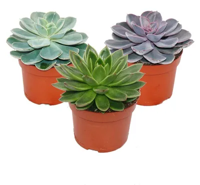 Obrázek produktu pro Sada 3 ruzných echeverií ve 12cm kvetináci