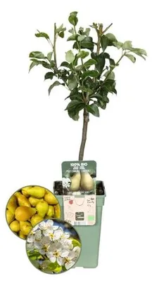 Obrázek produktu pro Organická odrůda jabloně Pyrus vhodná pro zahradu i balkon