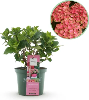 Immagine prodotto di Ortensia Magical Green Fire - Hydrangea macrophylla - Rosa - Verde - Pianta da