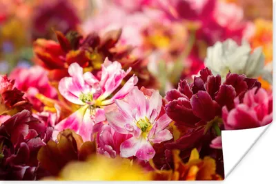 Produktbild von MuchoWow® Poster Mehrfarbige Tulpen 30x20 cm - Plakate - Print