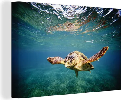 Produktbild von OneMillionCanvasses® - Leinwandbilder - 150x100 cm, Schildkröte - Wasser - Blau, Wandbilder Kunstdruck Wanddekoration