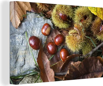 Produktbild von OneMillionCanvasses® - Leinwandbilder - 140x90 cm, Esskastanien auf dem Herbstboden, Wandbilder Kunstdruck Wanddekoration - Foto auf Leinwand - Gemälde auf Holzrahmen