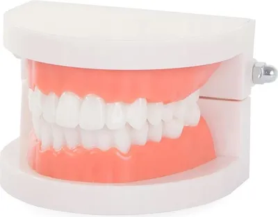 Produktbild von Dentalmodell Kieferzähne, Lehrmittel für Mundhygiene-Demonstrationen, 8 x 6,5 x 5,5 cm