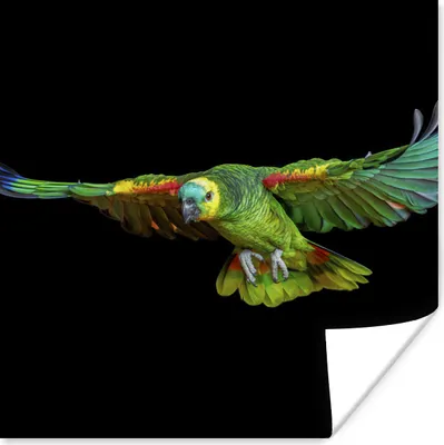 Produktbild von MuchoWow® Poster Papagei - Vogel - Federn 100x100 cm - Babyzimmer