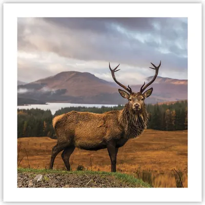 Produktbild von Poster - Poster ohne Rahmen - Rehe Wiese Berge - 50x50 cm - Wand Bild - Wanddeko - Wandbilder - Kunstposter - Wandposter - Bilder - Kunstdruck - Wanddekoration - Wandbild - P2XAC50x50-4231